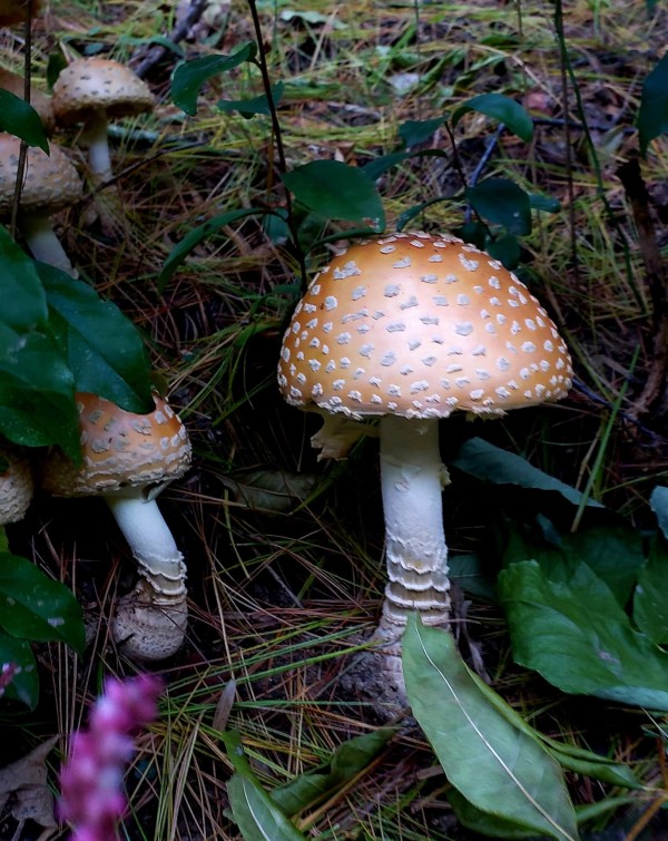 Toadstool in the Pines