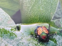 Bedazzled Beetle