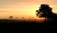 Foggy Sunrise 2