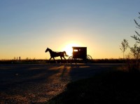 Horse and Buggy II