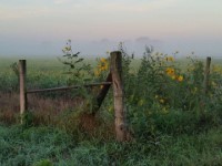 Old Fence