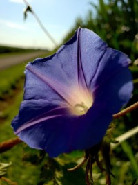 Prominent Petunia