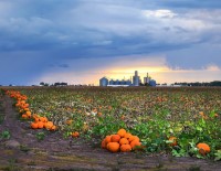 Pumpkin Field