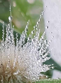 Wet Woolly Worm (Tall)