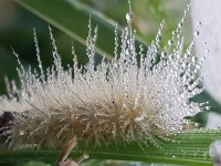 Wet Woolly Worm (Wide)