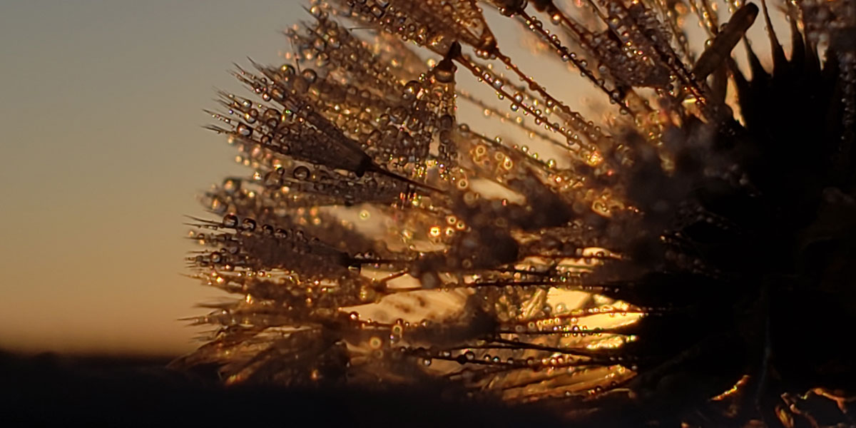 A dandelion covered in dew drops at sunrise